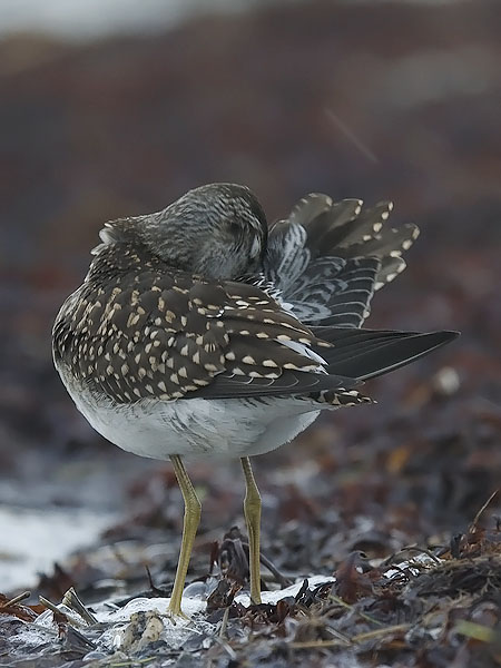 Liro, Wood Sandpiper, Tringa glareola